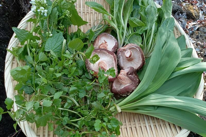 新鮮な食材
